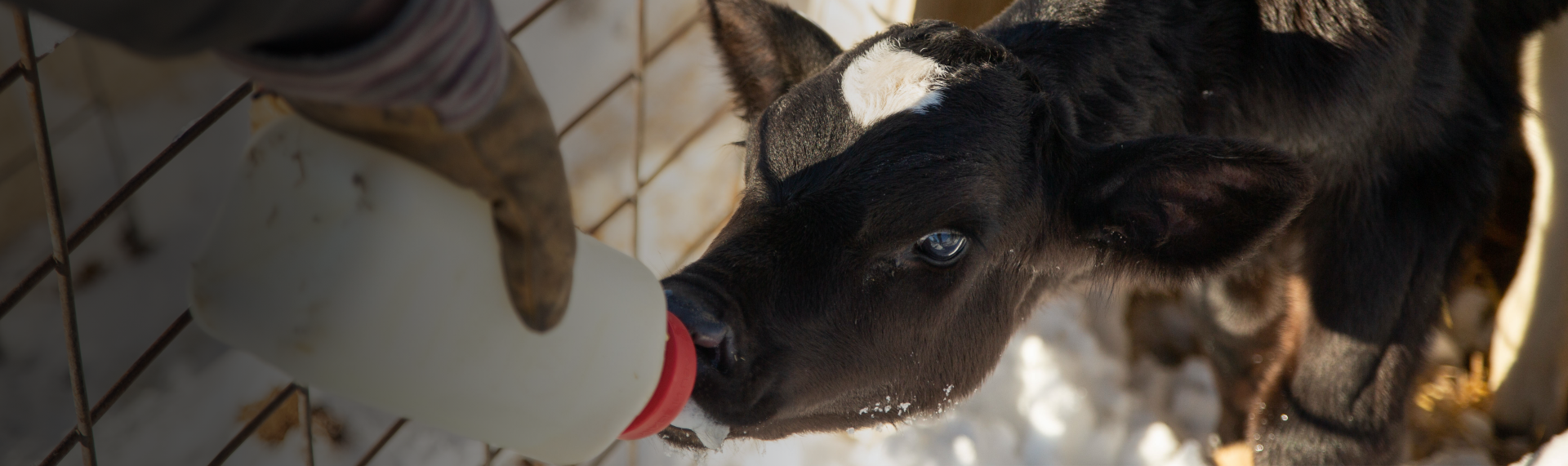 Cattle - Reproduction | Merck Animal Health USA