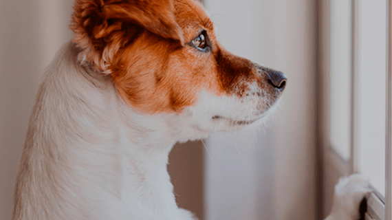 little dog staring out window for pet owner