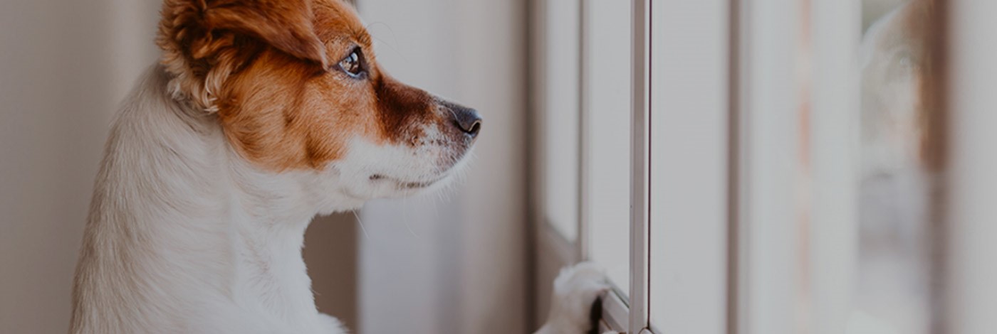 stressed dog staring out window waiting for pet owner