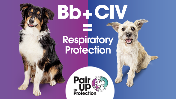 Pair up for protection