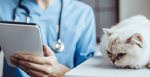 white cat being seen by a female veterinarian