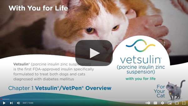 Giving an injection using Vetsulin® VetPen® for cats