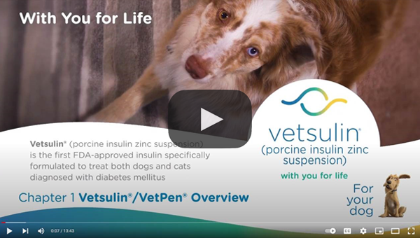 Giving an injection using Vetsulin® VetPen® for dogs