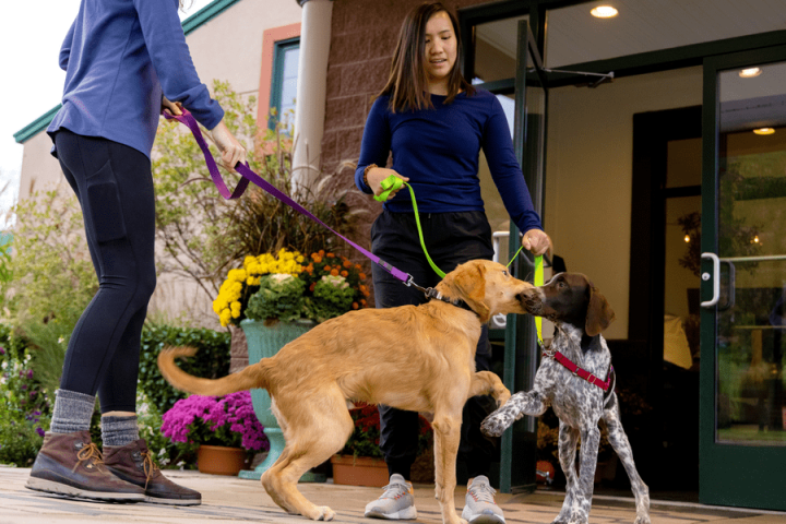 pet owners with dogs at lobby entrance