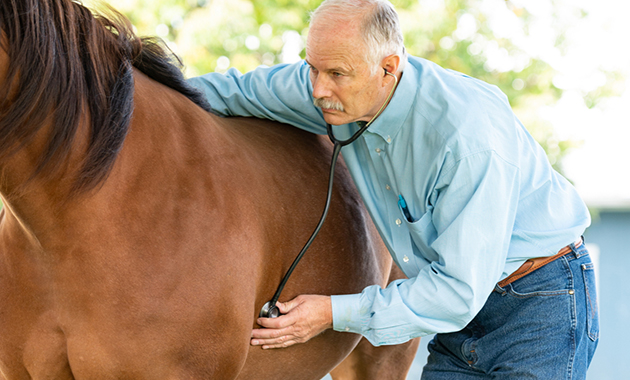 Equine veterinarian examining horse with stethoscope