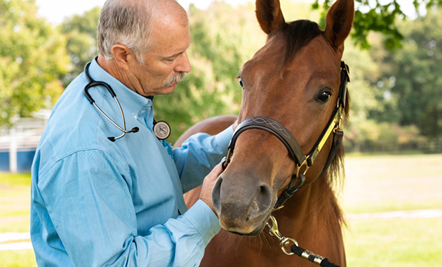 Equine veterinarian examining horse