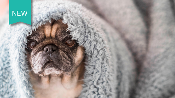 Cute pug wrapped in a blanket