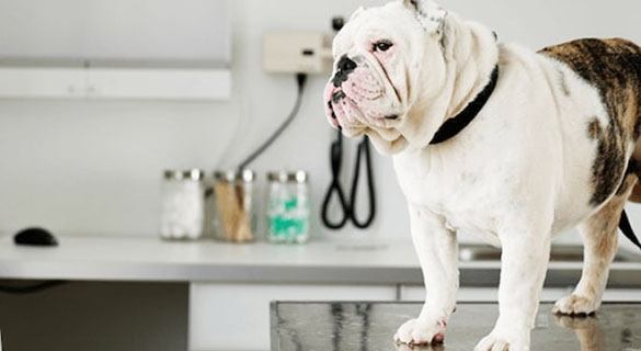 bulldog on a vet's table being diagnosed for diabetes