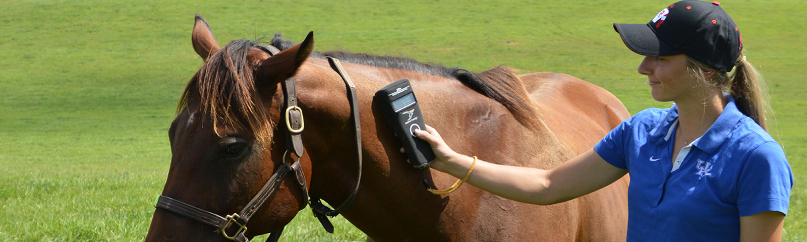 horse owner using a hand reader to check a horses microchip and vital signs