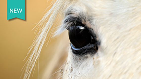 View of horse's right eye