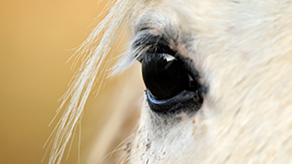 View of horse's right eye