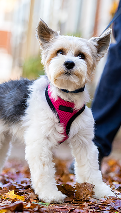 cute healthy dog on a walk