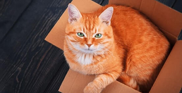 cat sitting in a box looking healthy