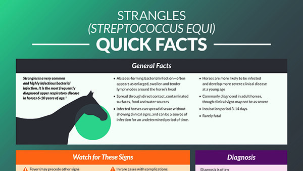 Strangles quick facts infographics