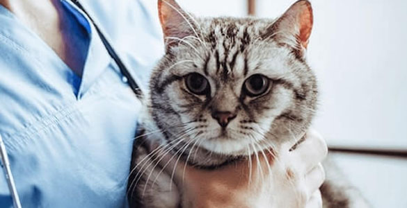 close up of a cat being examined by a veterinarian for diabetes