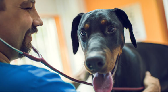 dog being examined by veterinarian