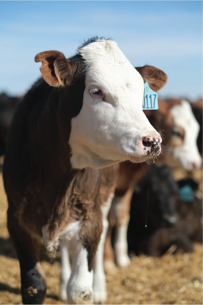Treating Bovine Respiratory Disease in Cattle with a Combination Antibiotic