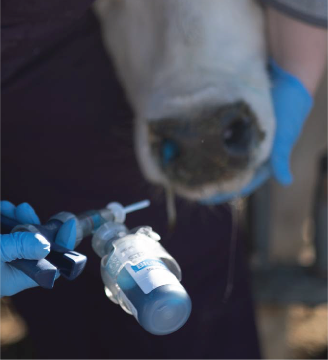 Vaccine protection for respiratory issues comes through in tough weather for cows