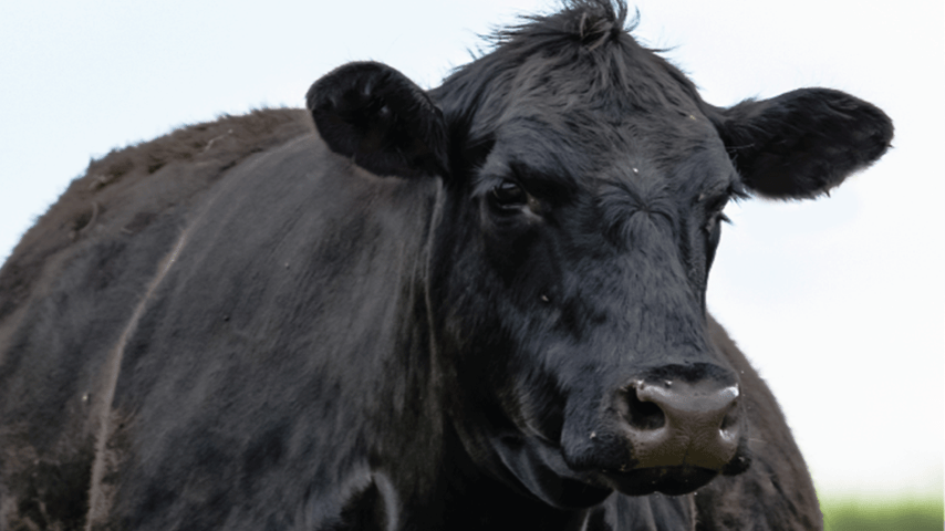 Cow pregnancy check