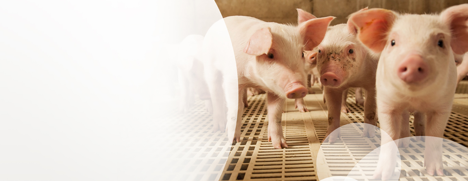 Our broad portfolio of vaccines and pharmaceutical medicines help maintain and improve animal health