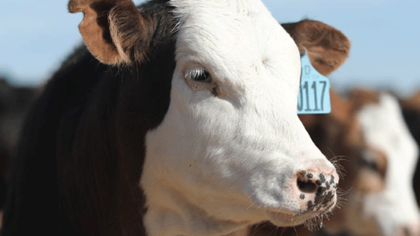 Treating Bovine Respiratory Disease in Cattle with a Combination Antibiotic