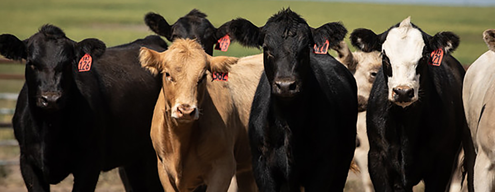An innovative approach to feedlot management of BRD in cattle.