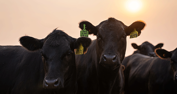 Beef cattle with tags