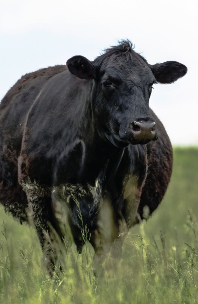 Cow pregnancy check
