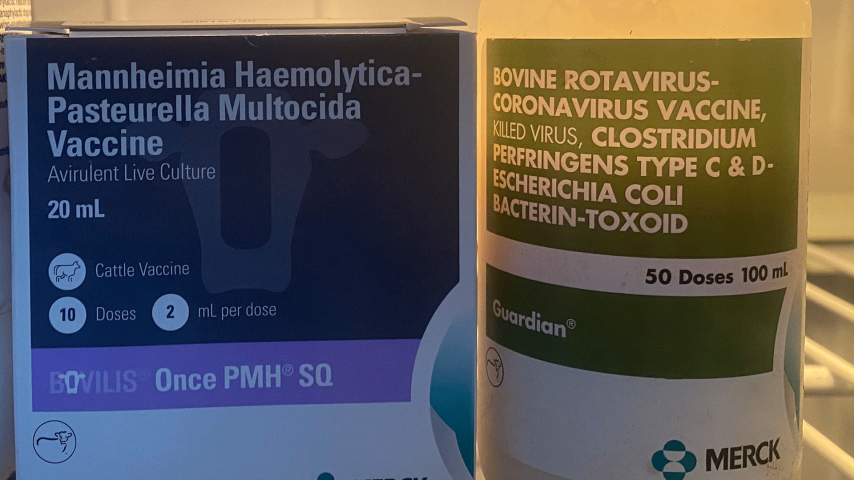 Dairy Cattle Vaccine Handling and Protocol Do's and Don'ts