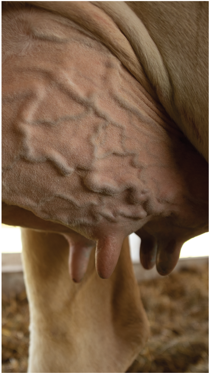 Treating clinical mastitis in dairy cattle
