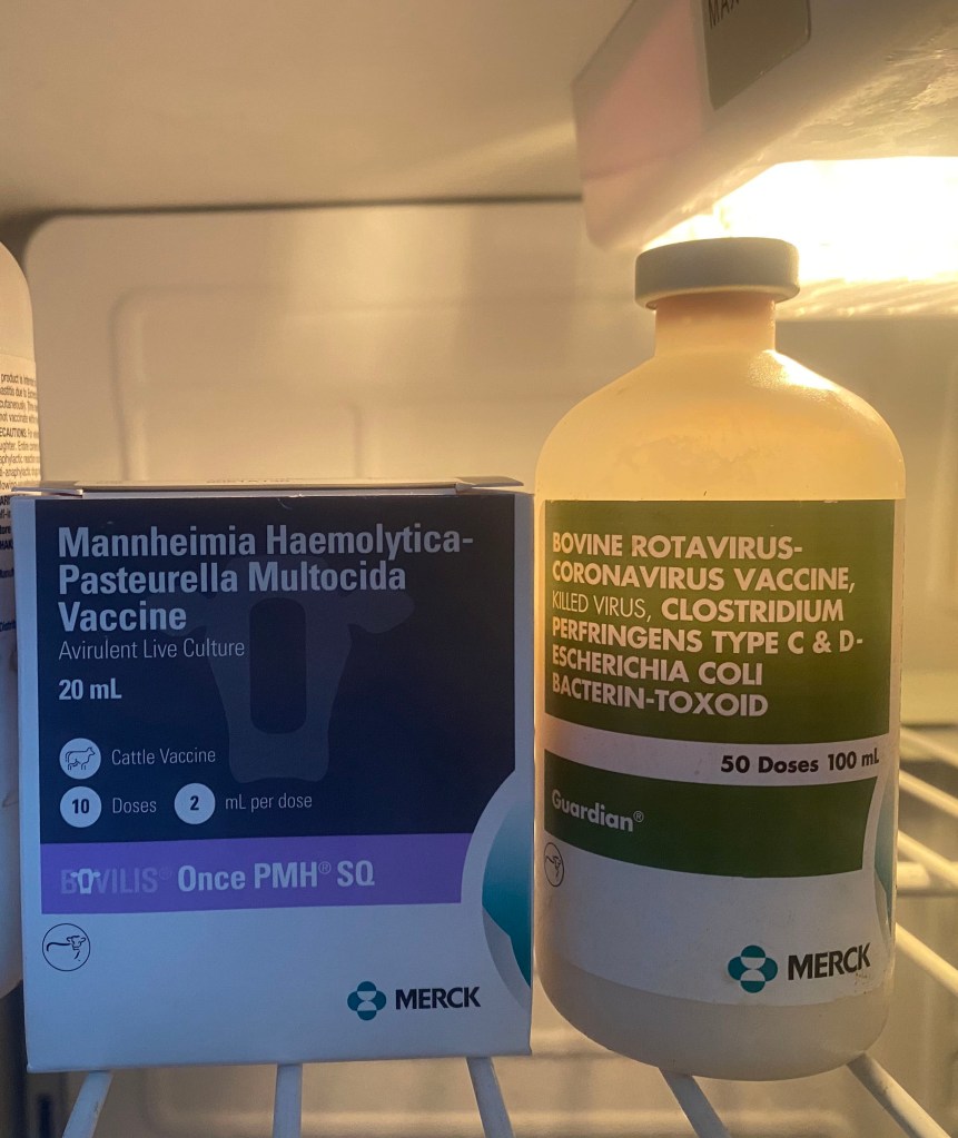 Dairy Cattle Vaccination Handling and Protocol Do’s and Don’ts