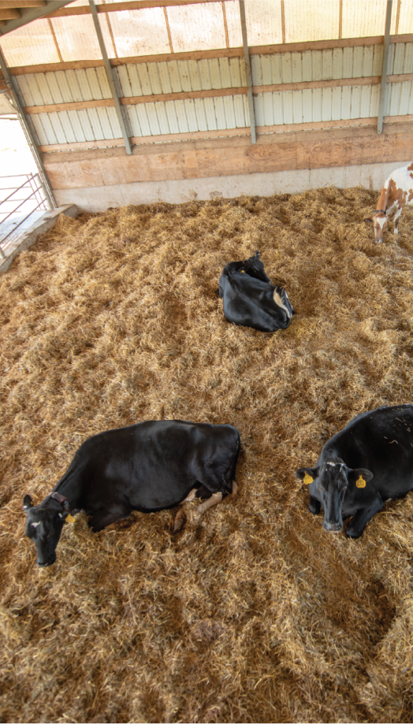Dry period mastitis and reproductive efficiency