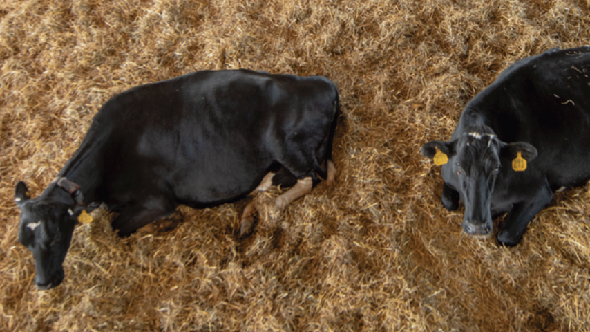 Dry period mastitis link to reproductive efficiency