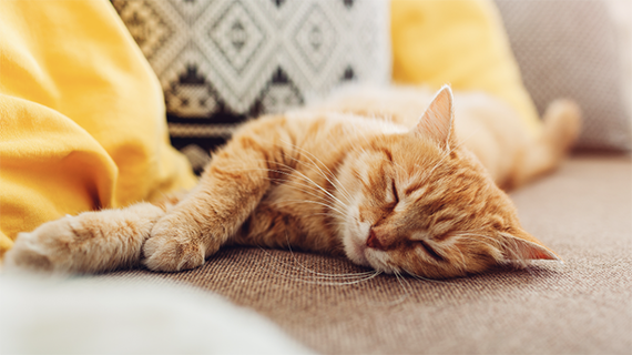 Ginger cat laying on his side