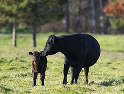 Intranasal vaccine protects calves
