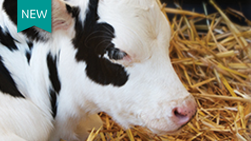 New Intranasal Vaccine for greater protection in calves