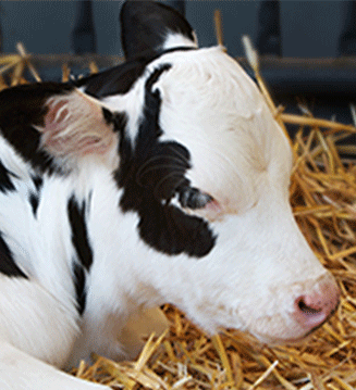 New Intranasal Vaccine for greater protection in calves
