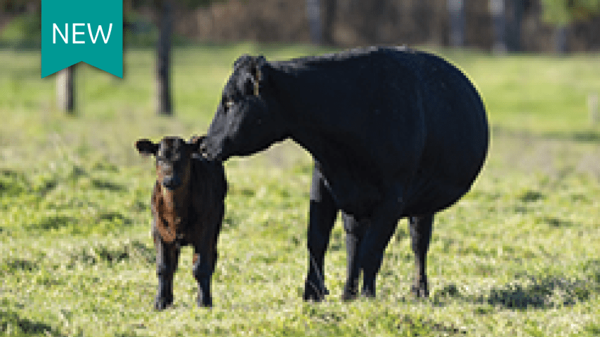 Intranasal vaccine protects calves