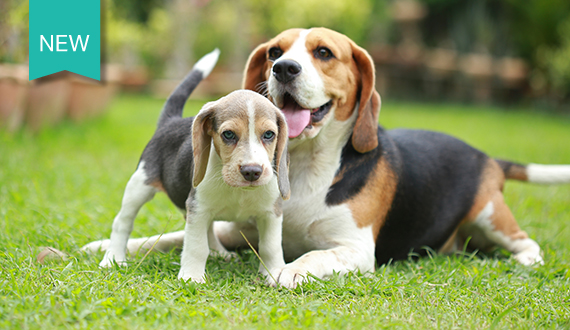 Dog with puppy