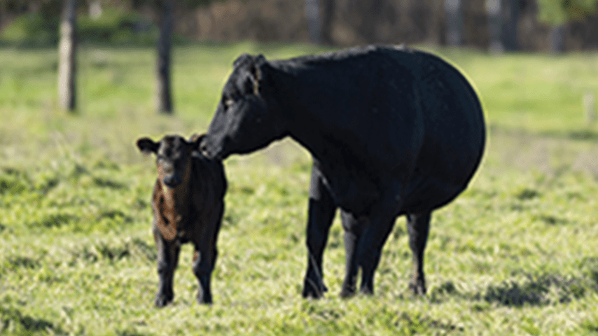Intranasal vaccine protects calves