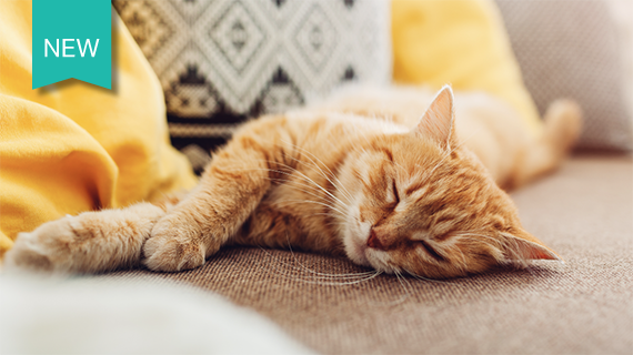 Ginger cat laying on his side