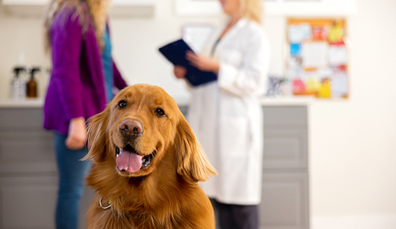 dog at veterinarians office