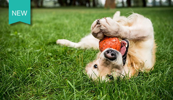 selective focus of golden retriever dog playing with rubber ball