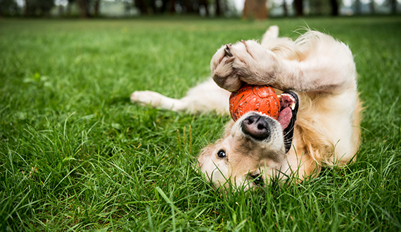 selective focus of golden retriever dog playing with rubber ball