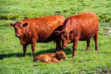 Why is breeding beef cattle in the first 21 days is important
