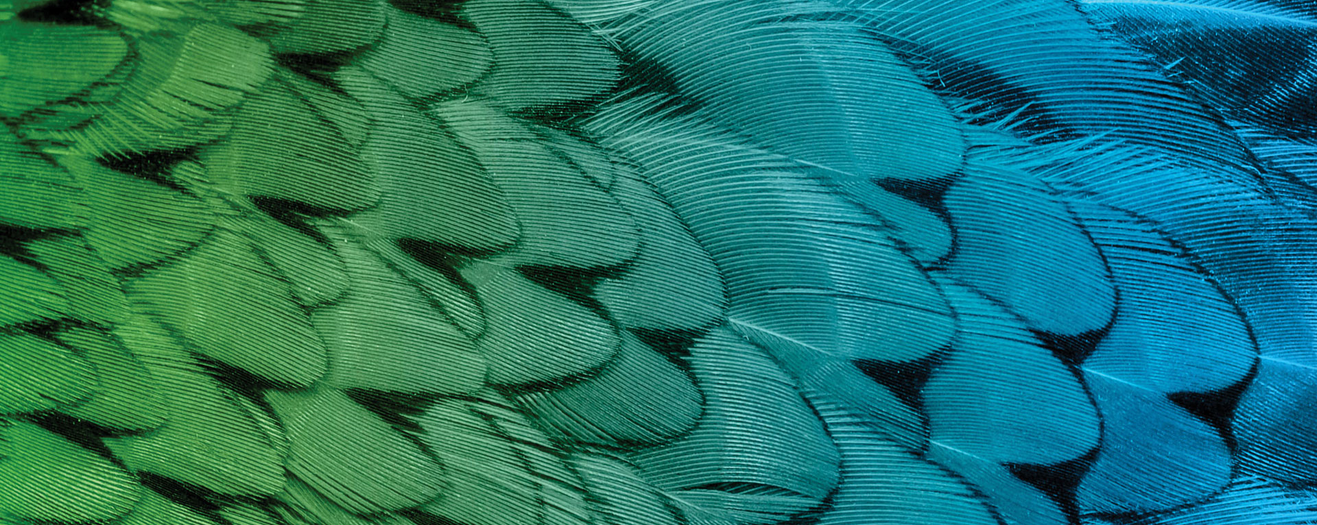closeup of green chicken feathers
