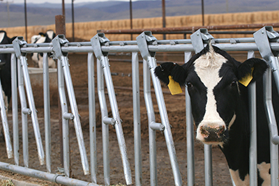 How to prevent risk of disease while transporting dairy cattle