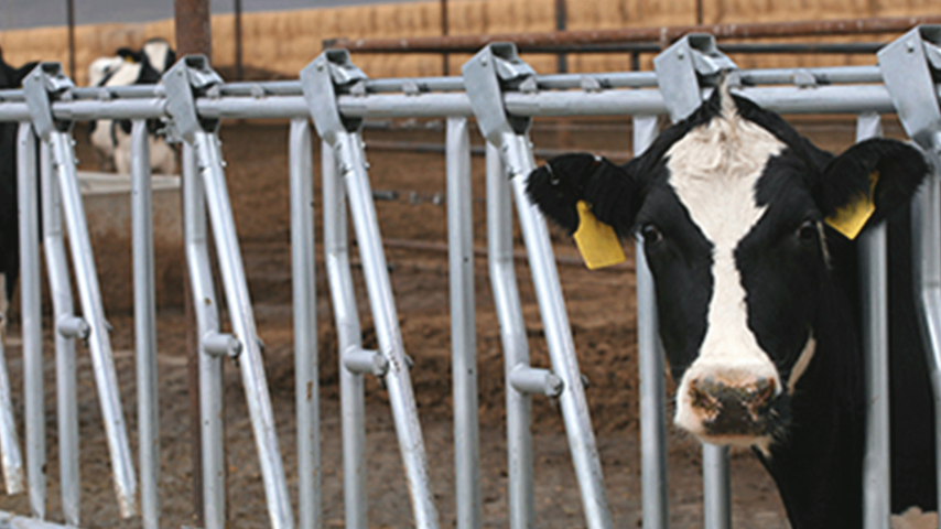 How to protect cattle being shipped