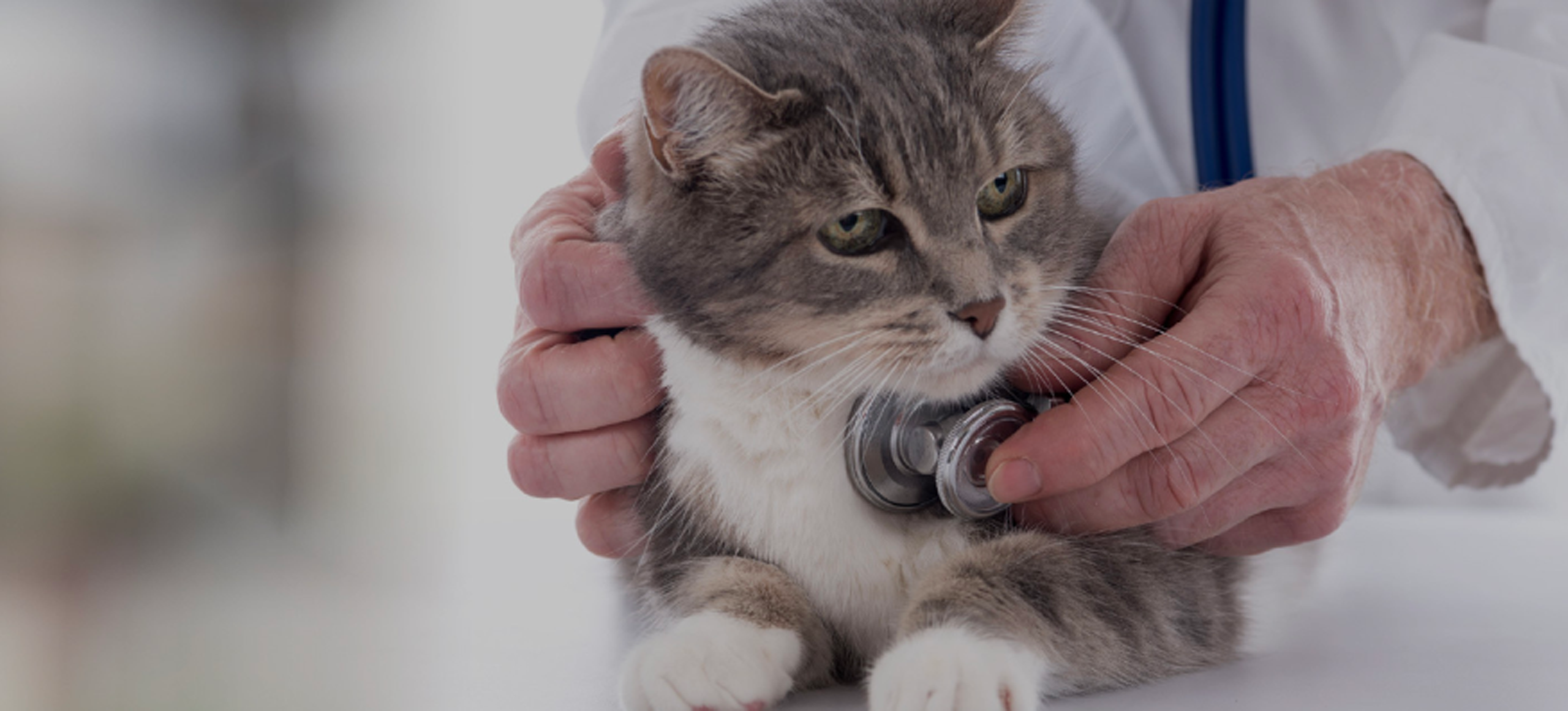 Homepage | Merck Animal Health USA Homepage | Merck Animal Health USA