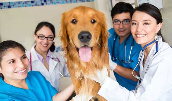 Vets around a happy dog